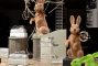 Auslage Aschach Ostern