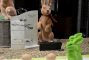 Auslage Aschach Ostern Brillen